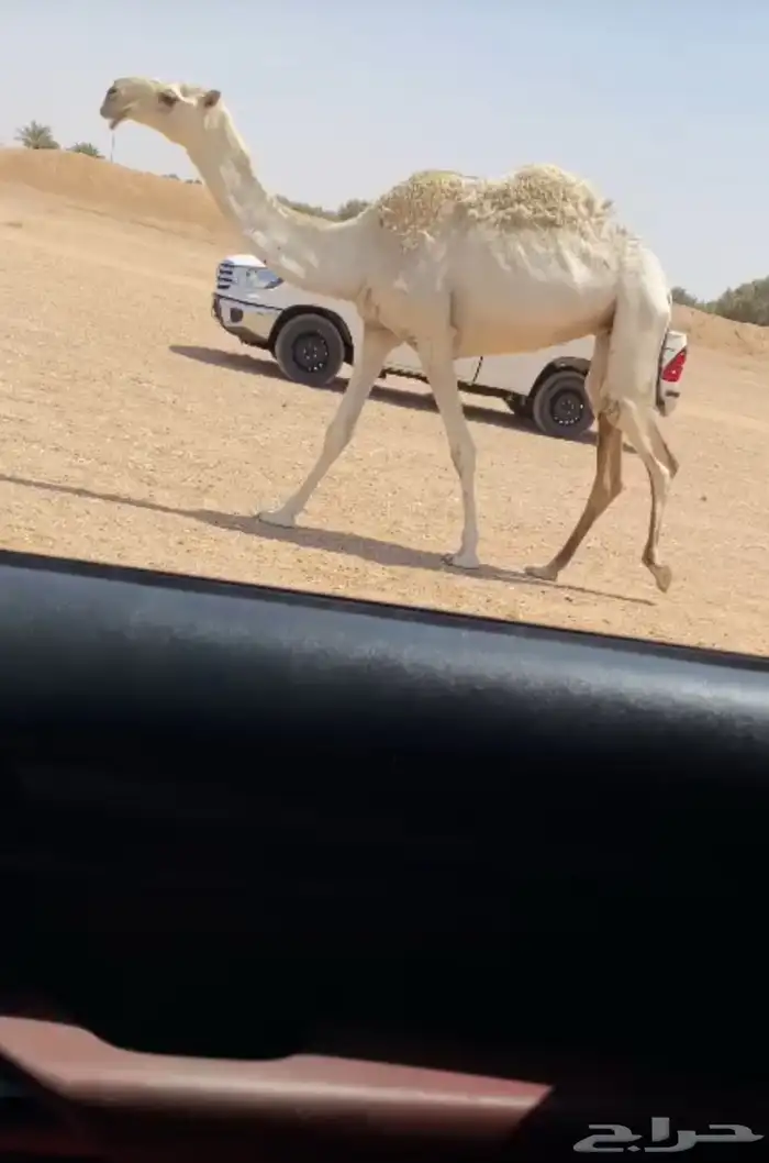 بكره كفوو 0