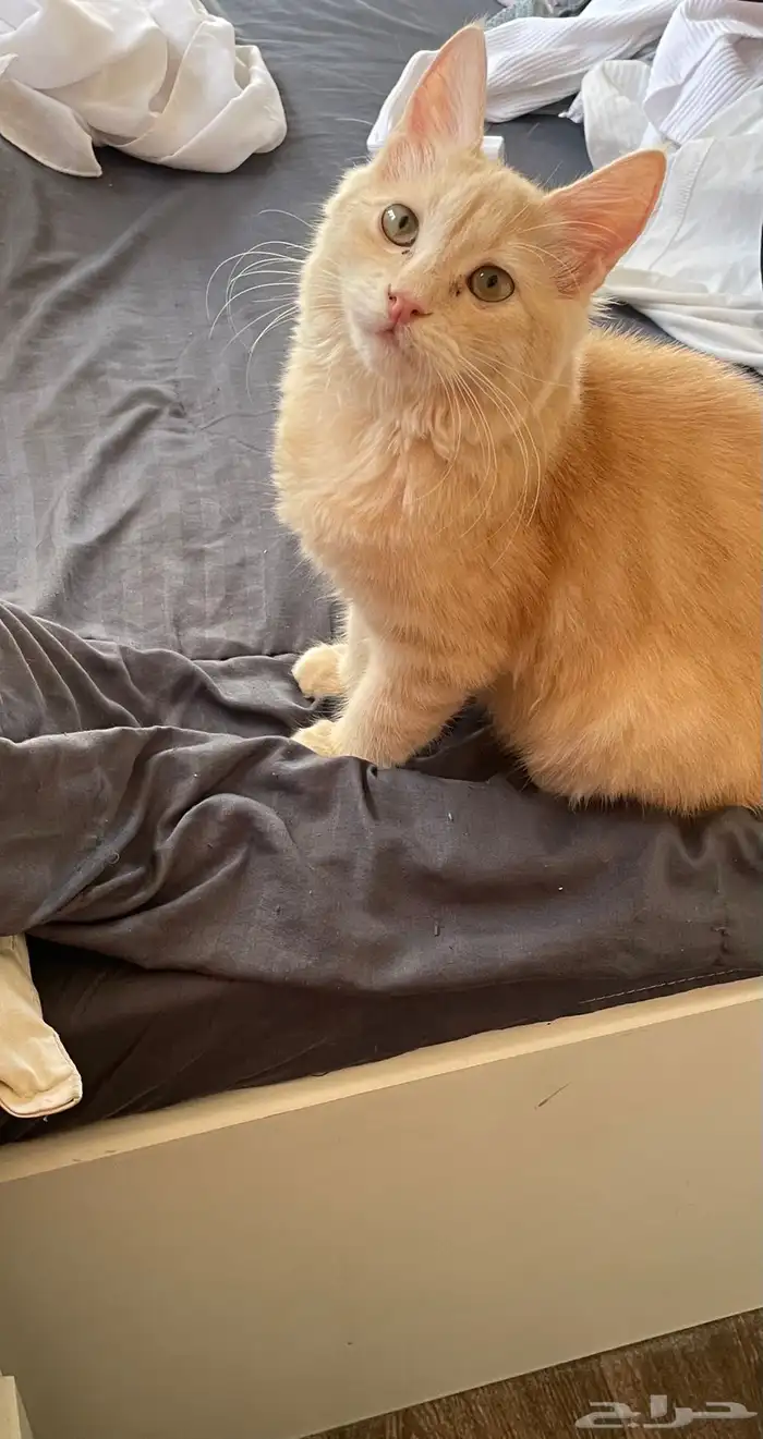 قطط للتبني 0