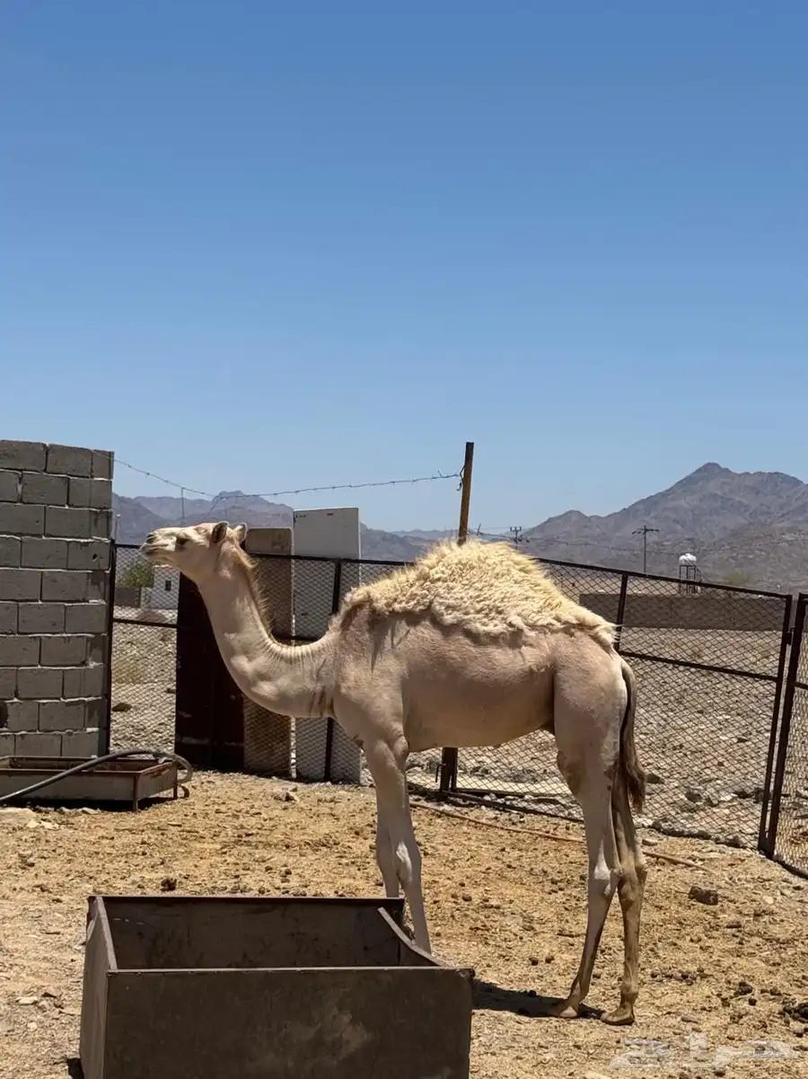 حوار للبيع 0