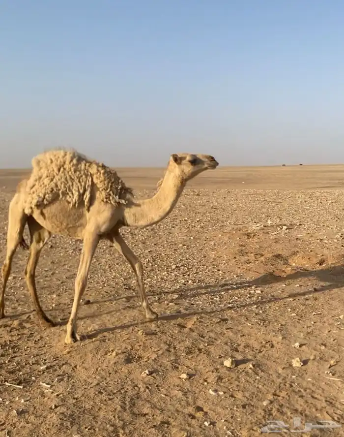 بكار شقح مفاريد 0