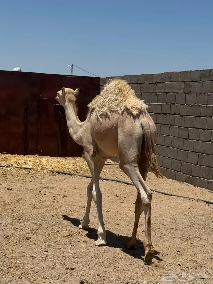 حوار للبيع 3