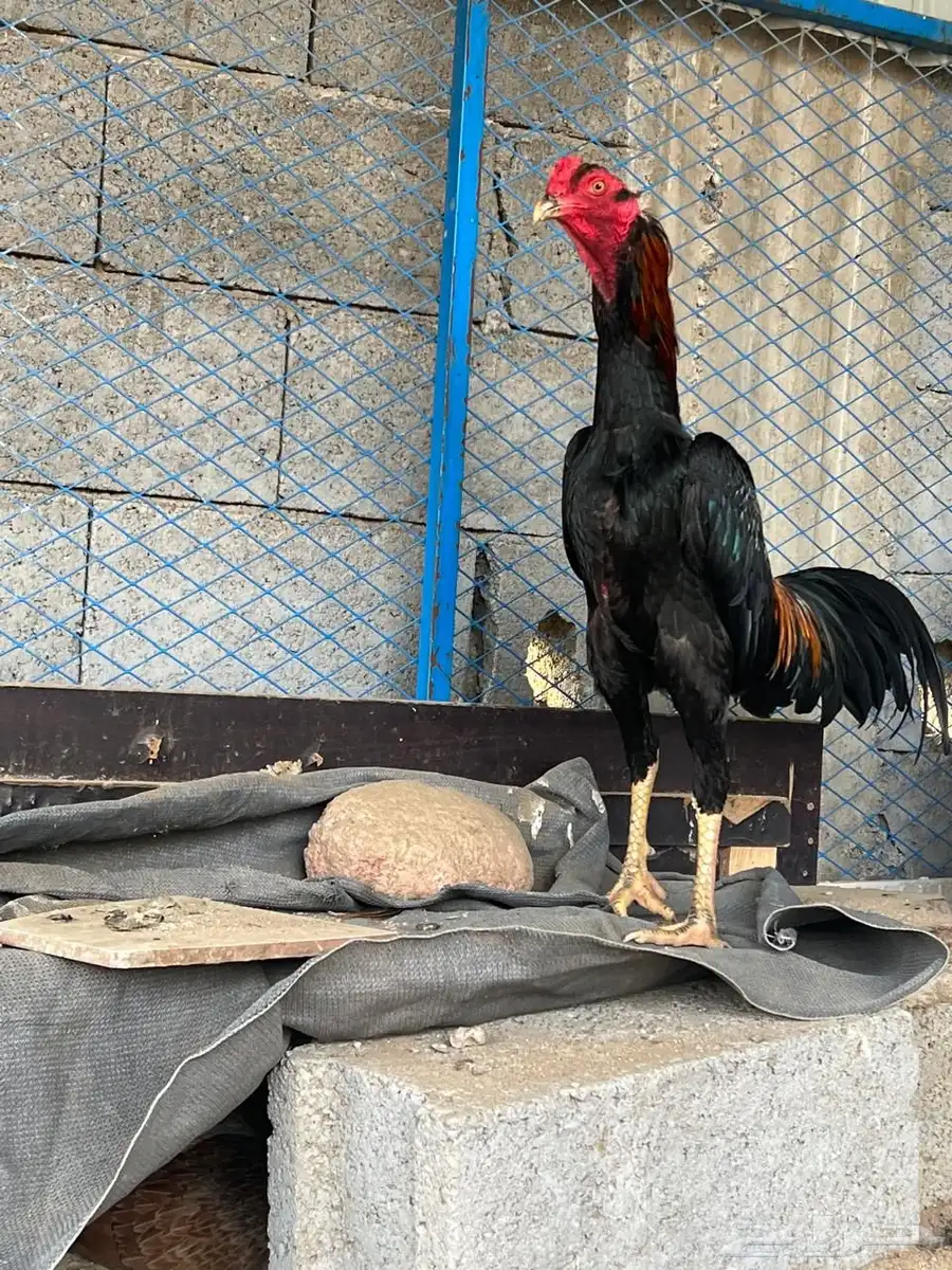 ديك شامو ياباني 5