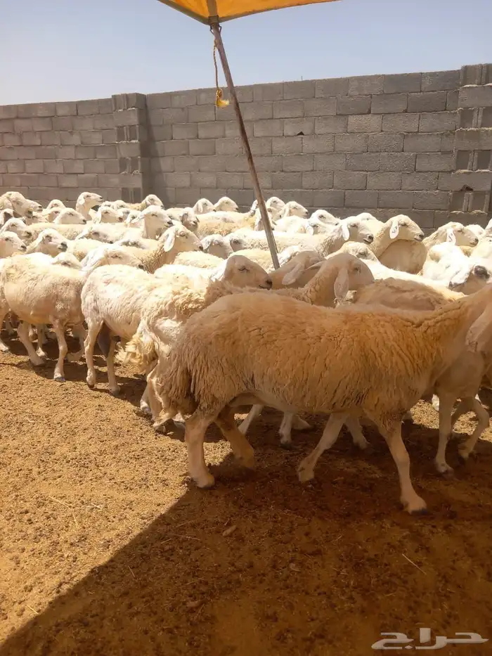 حرش طيبات العدد90 مع فحول 2 1