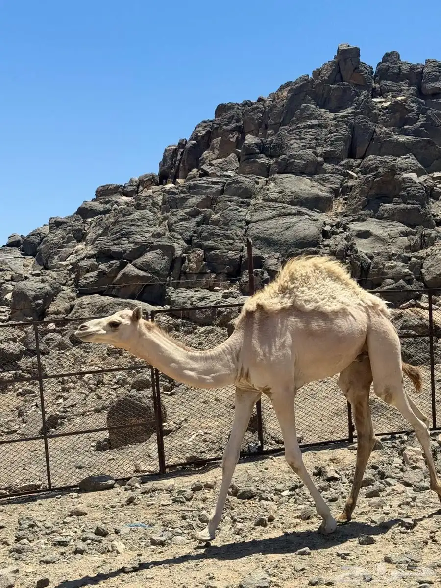 حوار للبيع 1
