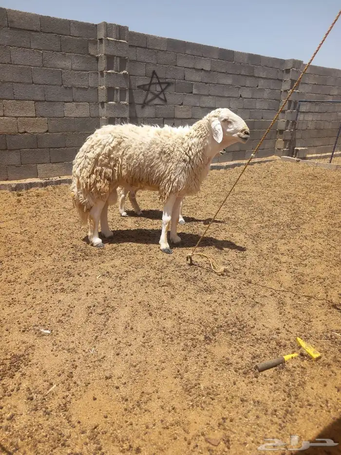 حرش طيبات العدد90 مع فحول 2 0