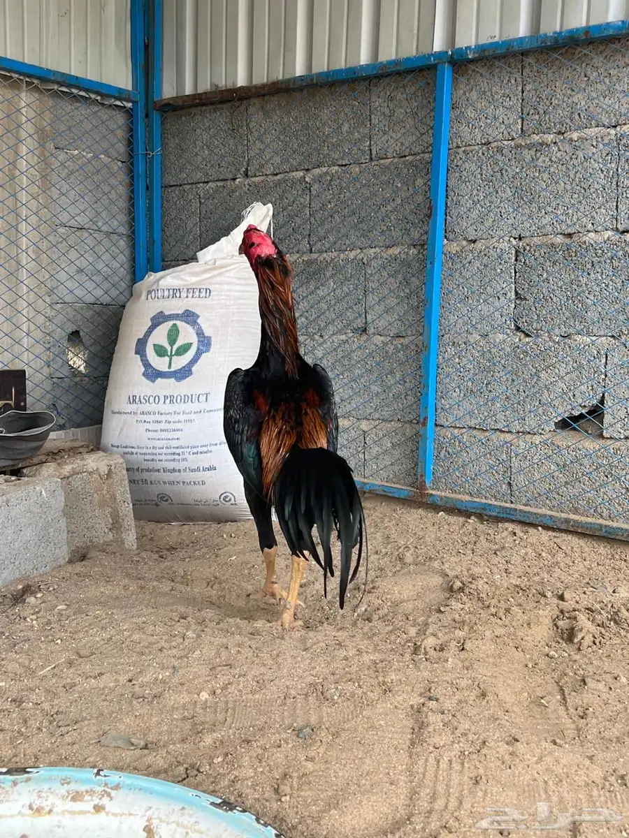 ديك شامو ياباني 7