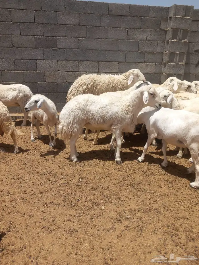 حرش طيبات العدد90 مع فحول 2 4