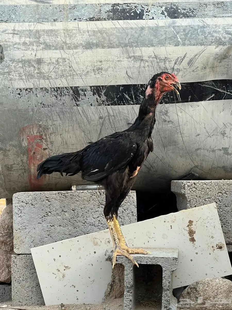 ديك شامو ياباني 4