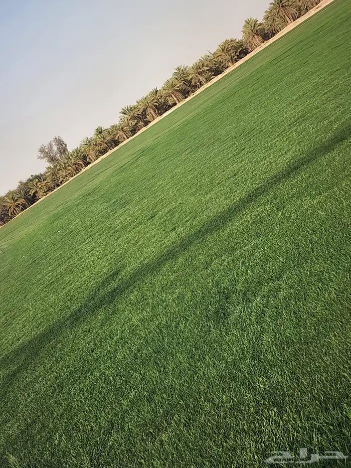 ثيل سي الفين درجه اولى 6