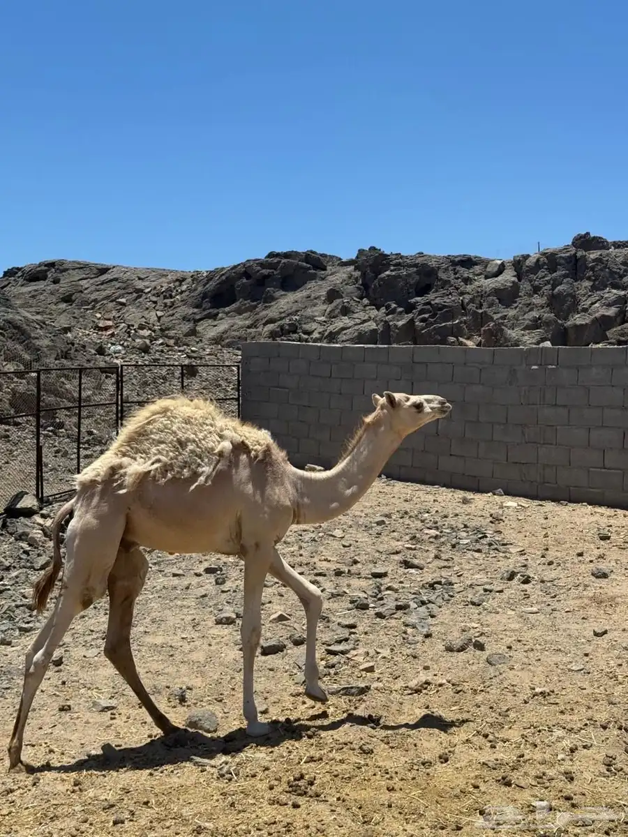 حوار للبيع 2