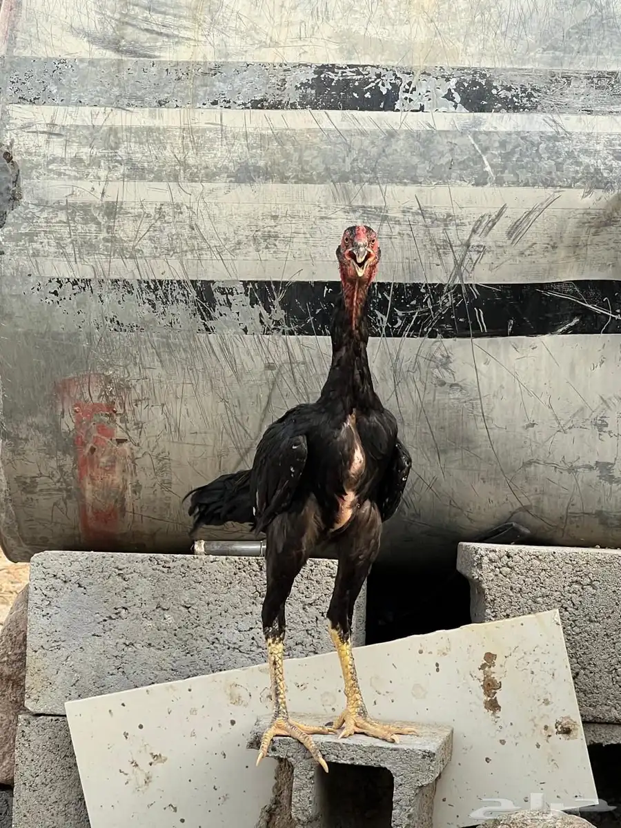ديك شامو ياباني 0