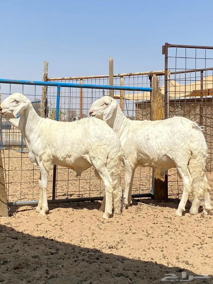 سواكن ذبايح 0
