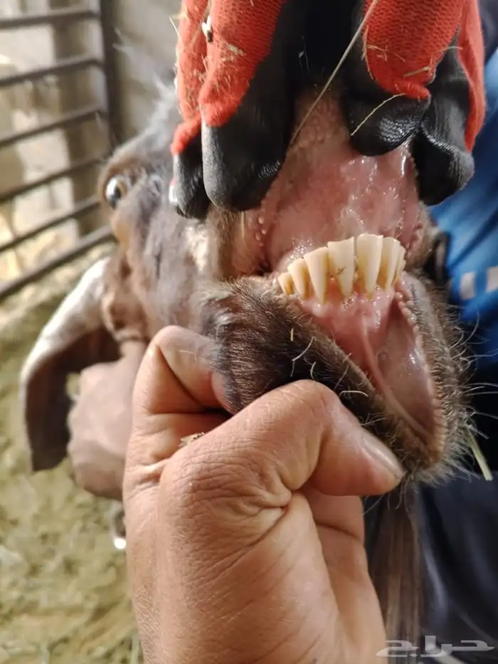 تيس فحل صنف (تم البيع) 4