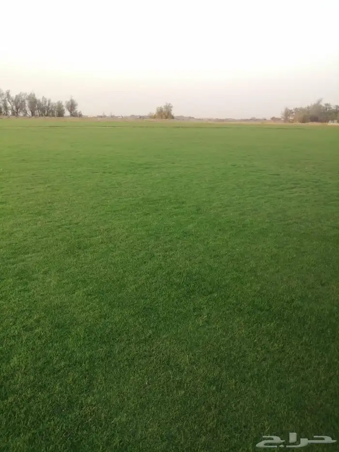 ثيل سي الفين درجه اولى 0