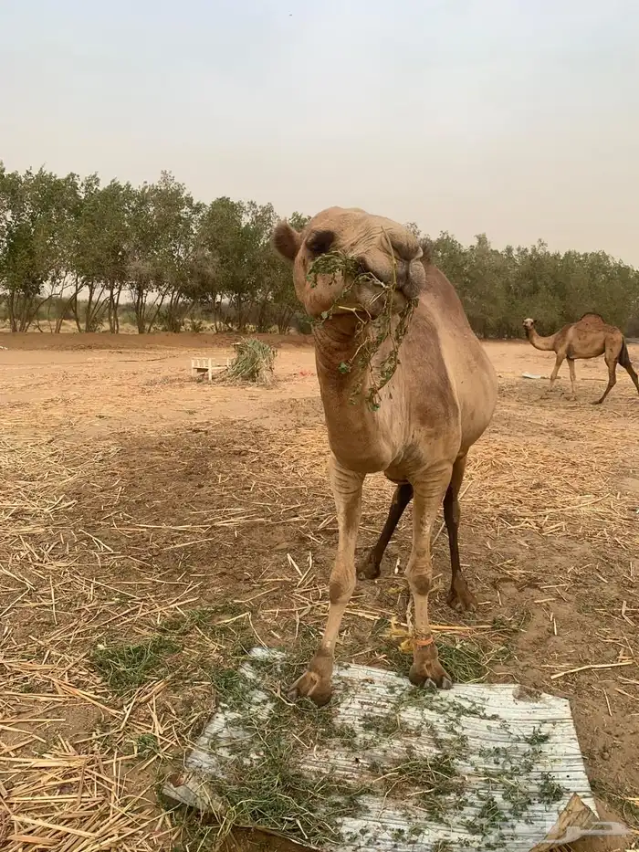 ناقة وبكره للبيع 1