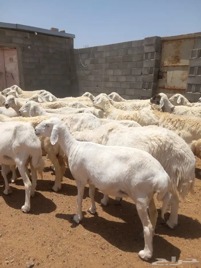 حرش طيبات العدد90 مع فحول 2 3