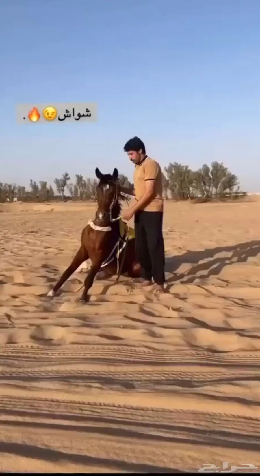 النوع حصان شعبي العمر  سنتين وا سبع اشهور 2