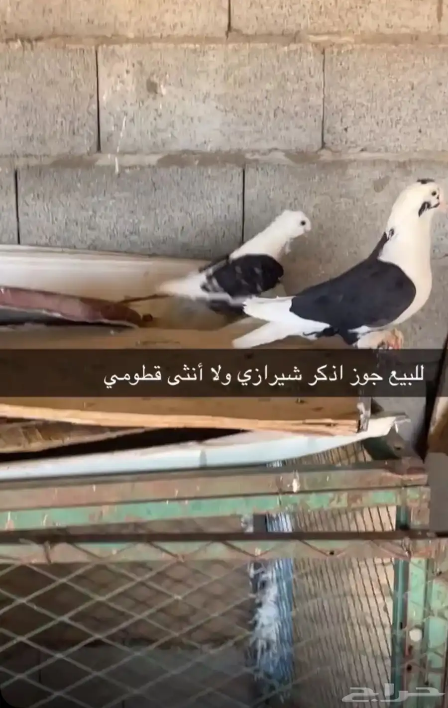 حمام شيرازي 2