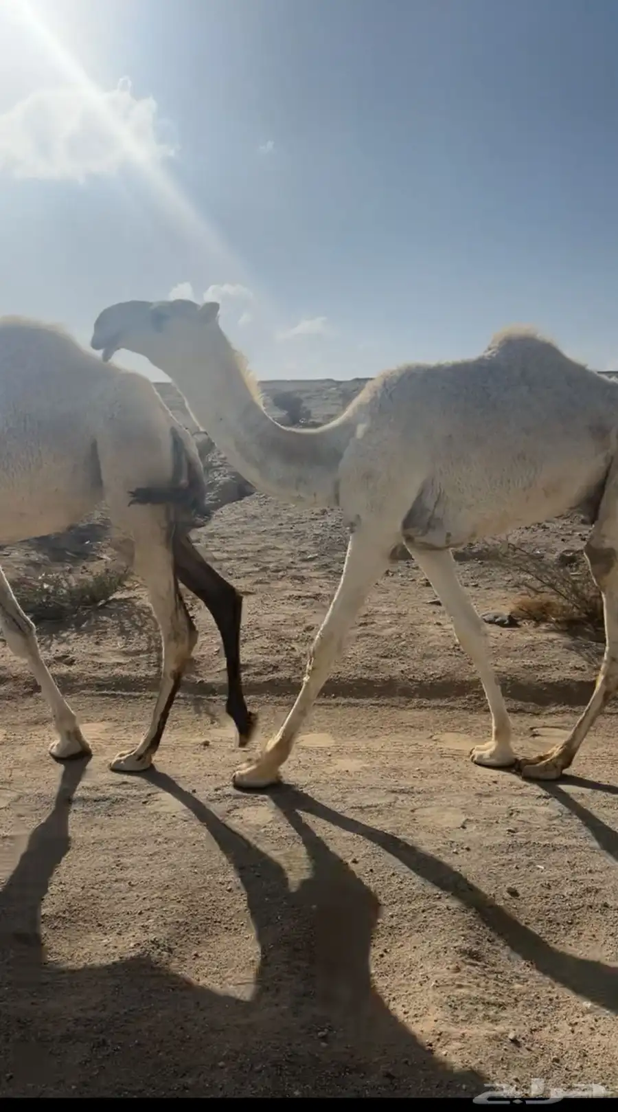 قعود حق تمامي على فحول هيف يدخل لقي شهر 7 هجري 0