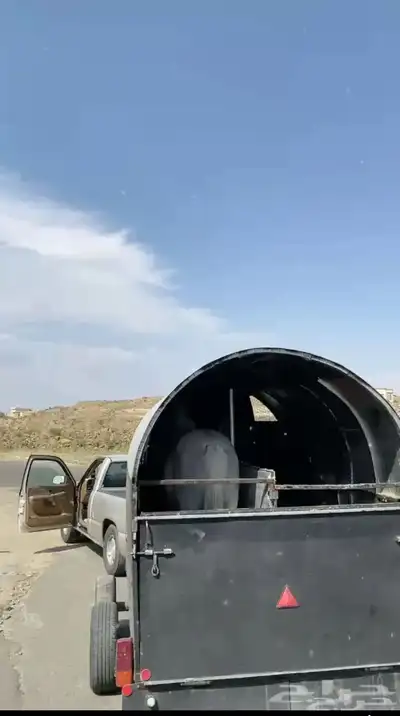 عربة نقل خيل 0