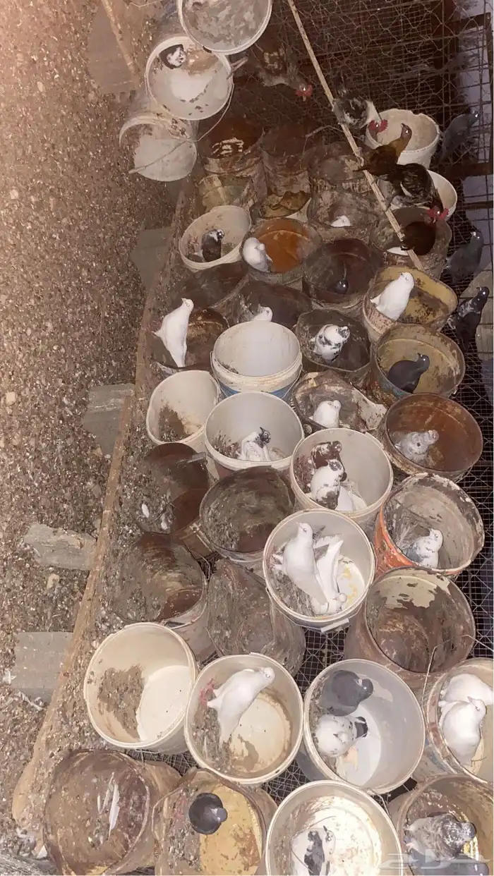 حمام مشكل 2