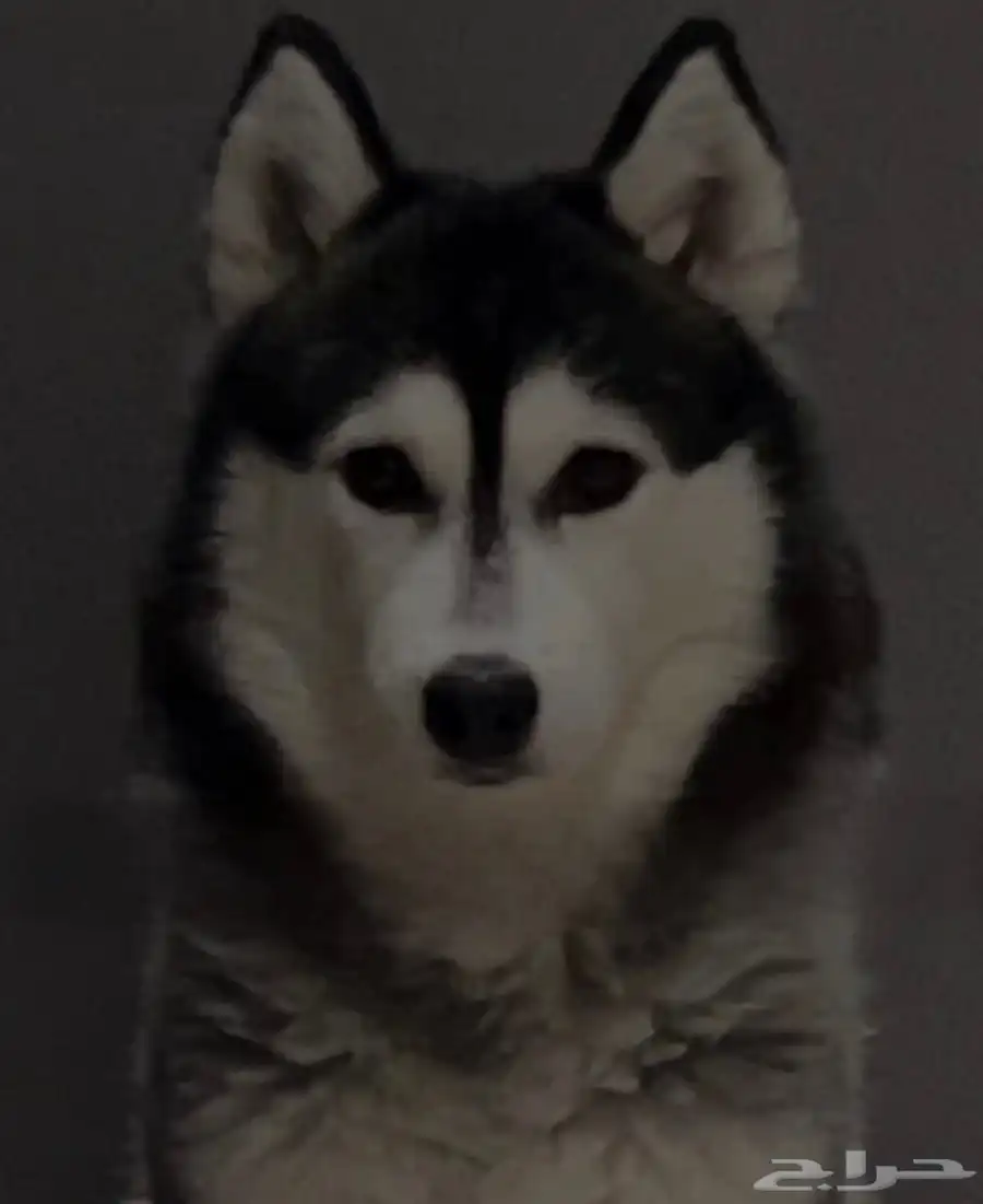 كلب هاسكي للبيع نوعها Alaskan Klee Kai ( هاسكي مصغر) index