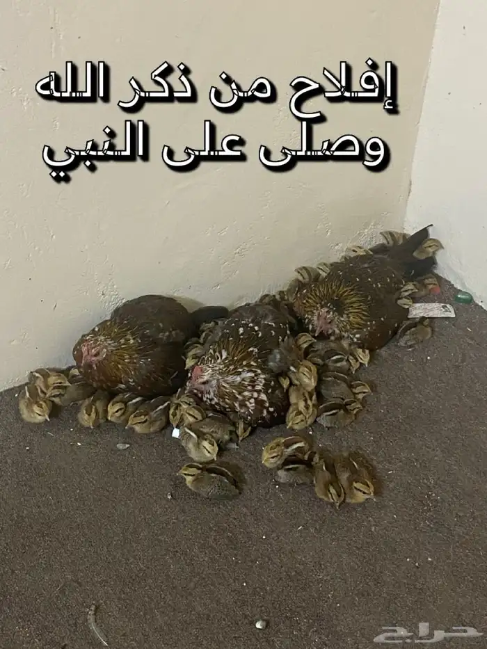 دجاج ماكنتوش العربي القديم 23