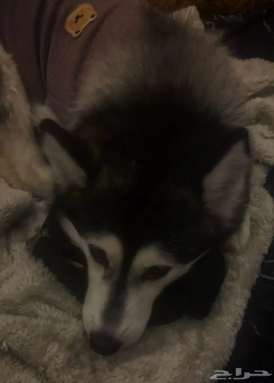 كلب هاسكي للبيع نوعها Alaskan Klee Kai ( هاسكي مصغر) index