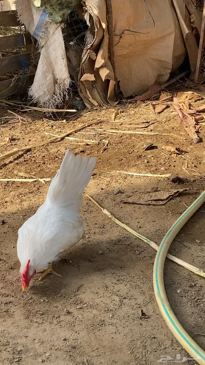 دجاج. جبنيز 0