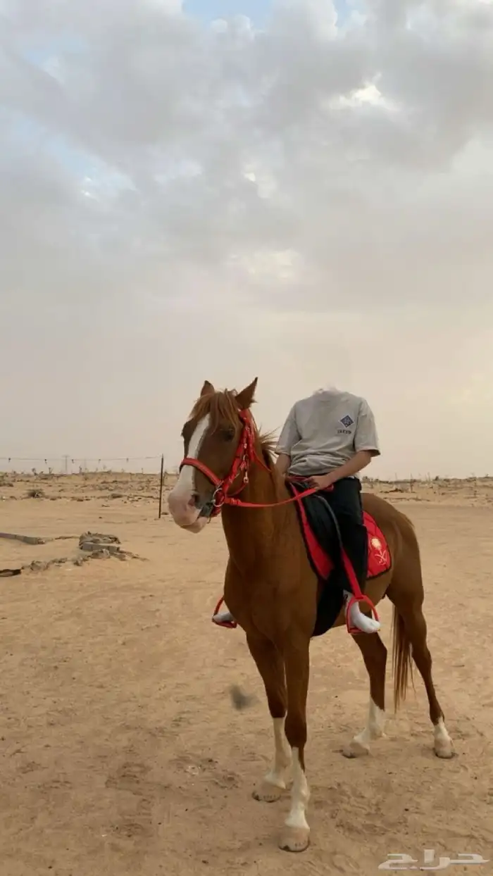 حصان شعبي العمر 4 ونص تقريبا 0