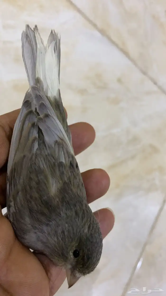للبيع دكر كناري جاسب فاتح تغريد 0