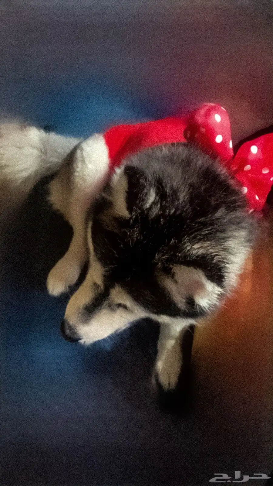 كلب هاسكي للبيع نوعها Alaskan Klee Kai ( هاسكي مصغر) index