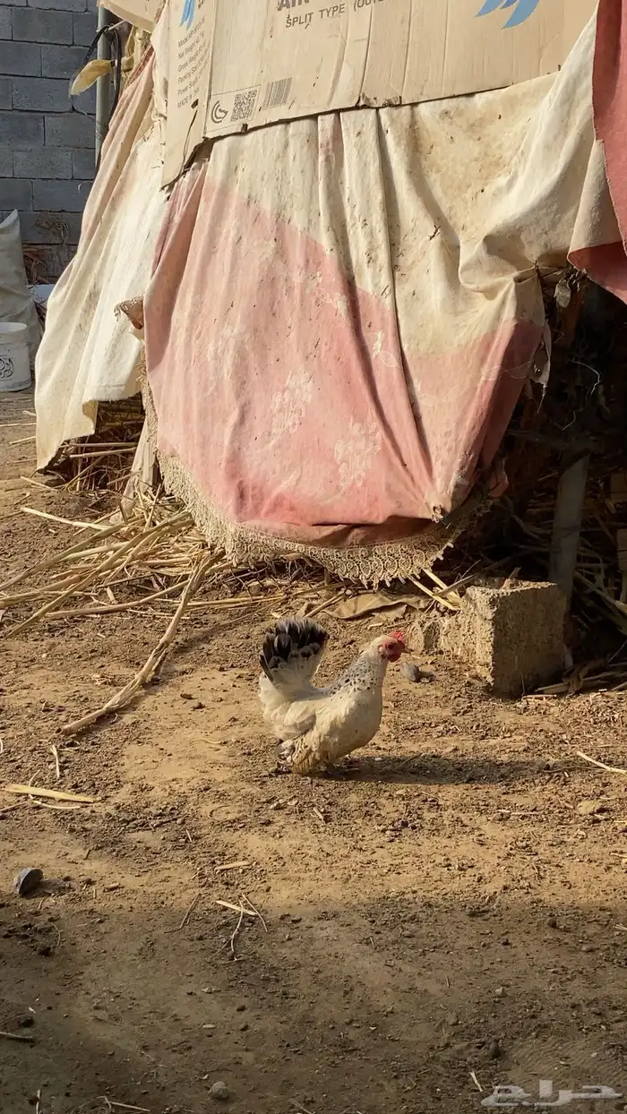 دجاج. جبنيز 2