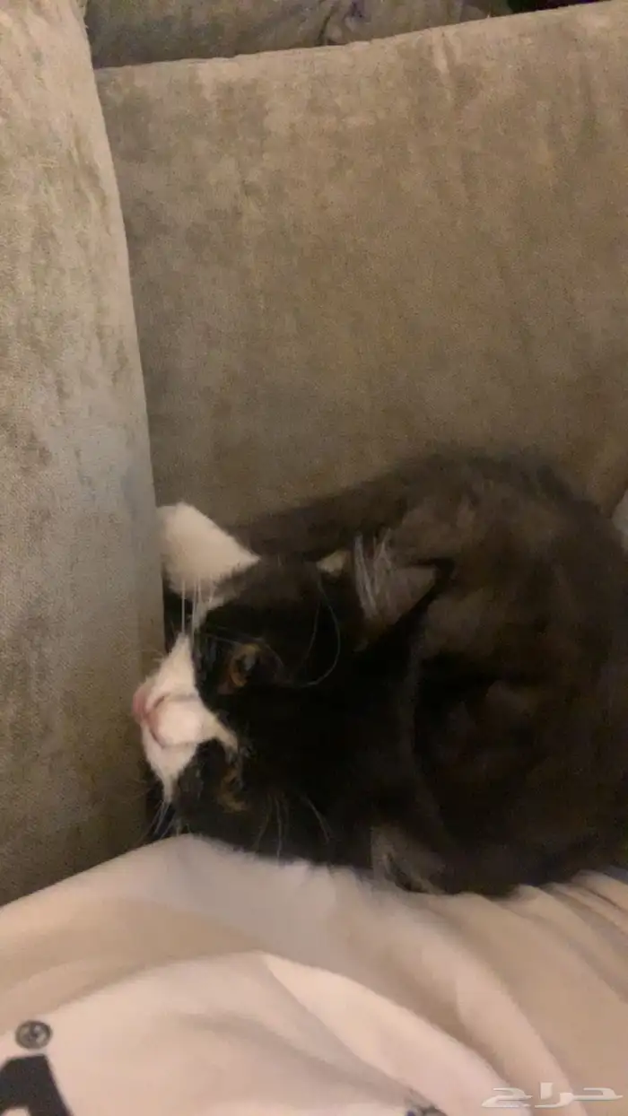 للتبني كتن صغيره 2