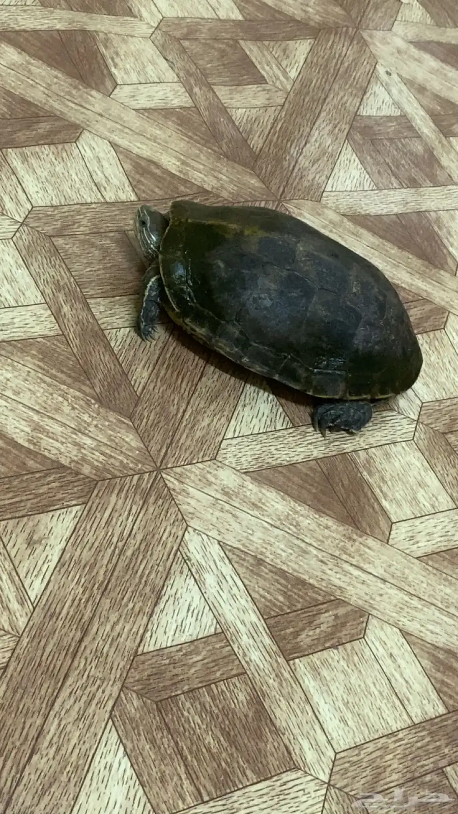 للبيع سلحفاء الحجم كبيره 0