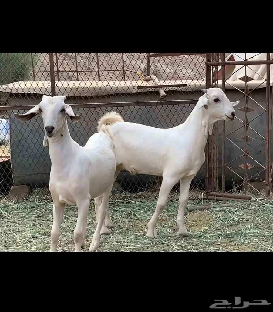 مشاريع فحول بيشيه 0