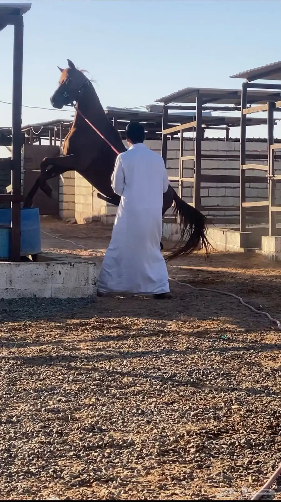 حصان شعبي 9