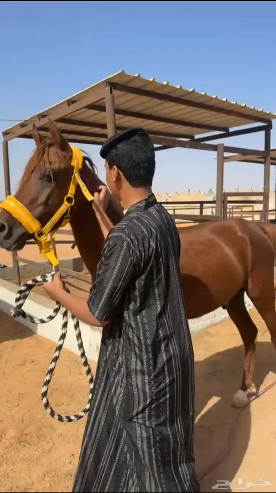 حصان شعبي 18