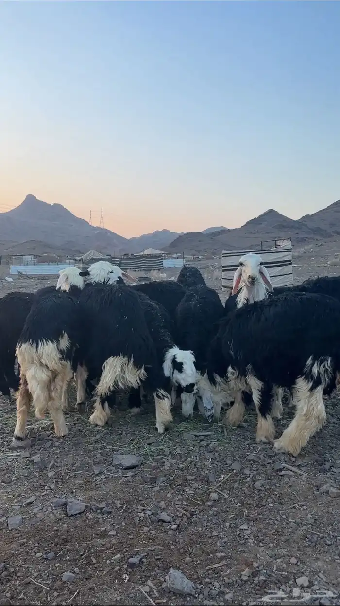 طليان نجد 0