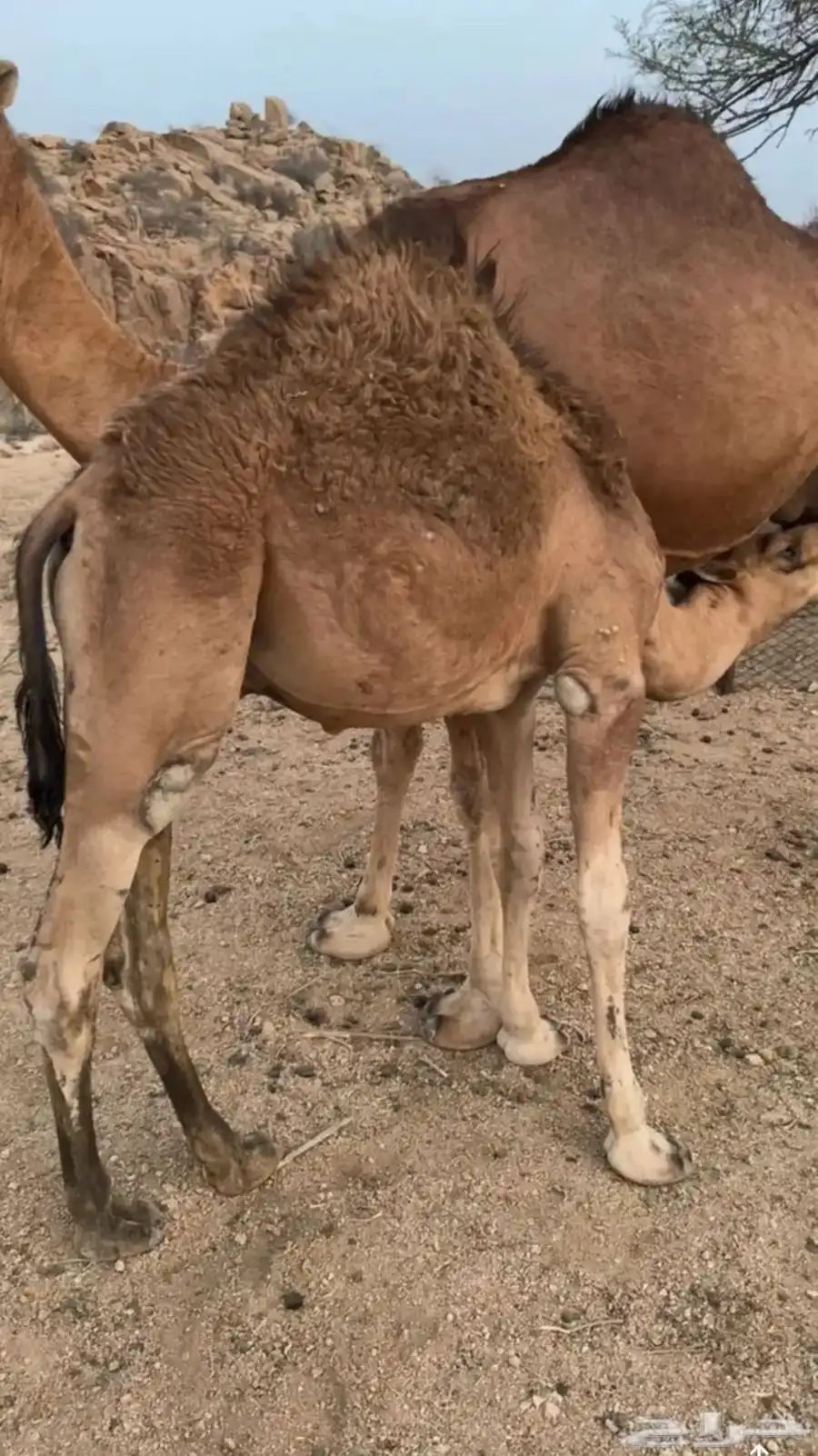 قعود للبيع على حليب امه مقفل شحم الموقع مكه وادي نعمان 0