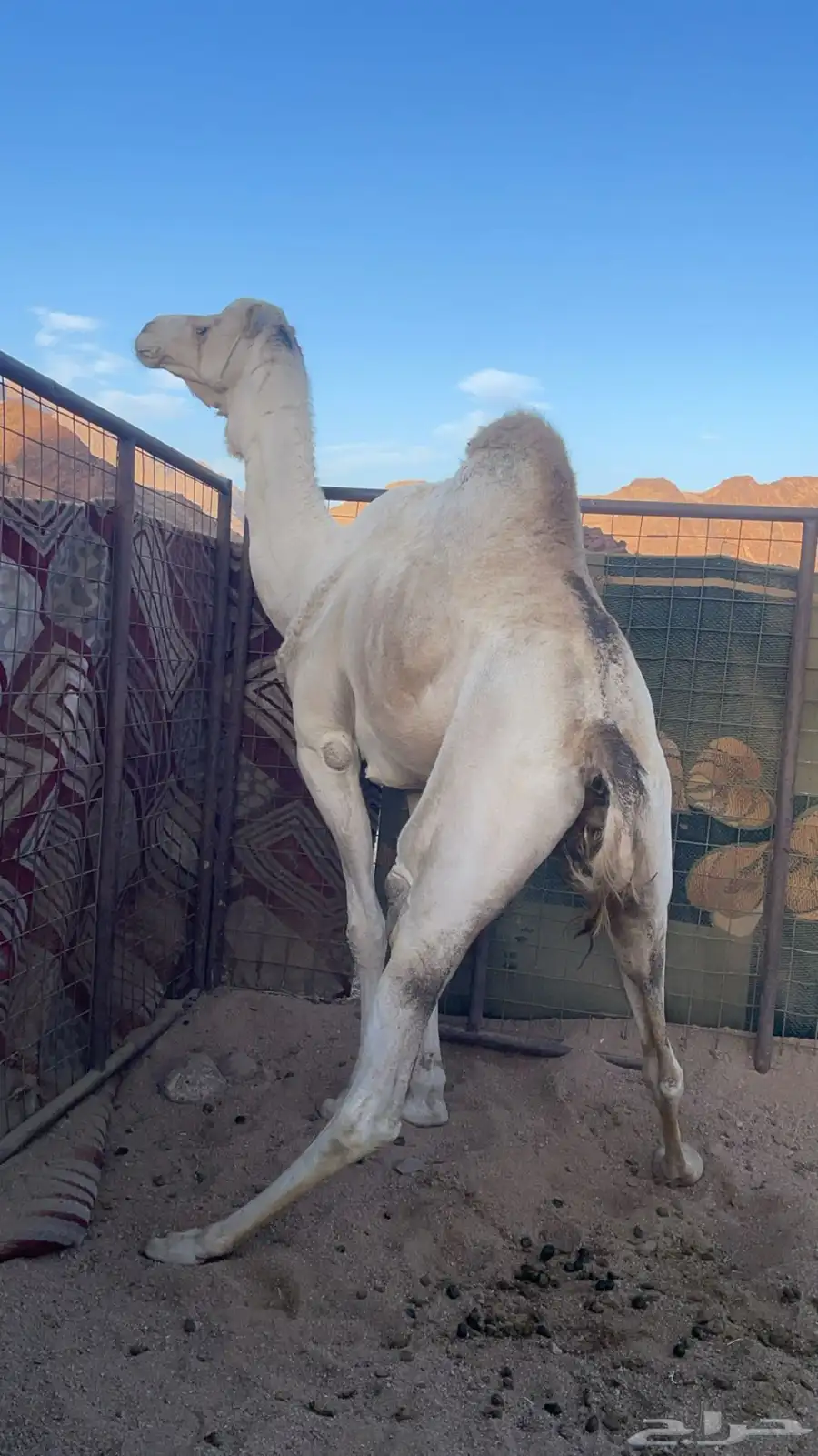 فحل للبيع 4