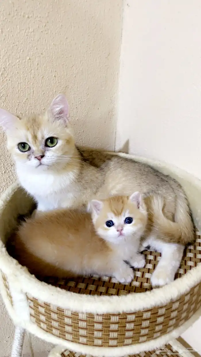 فندقة تزاوج .. سكوتش دبل فولد ny12 7