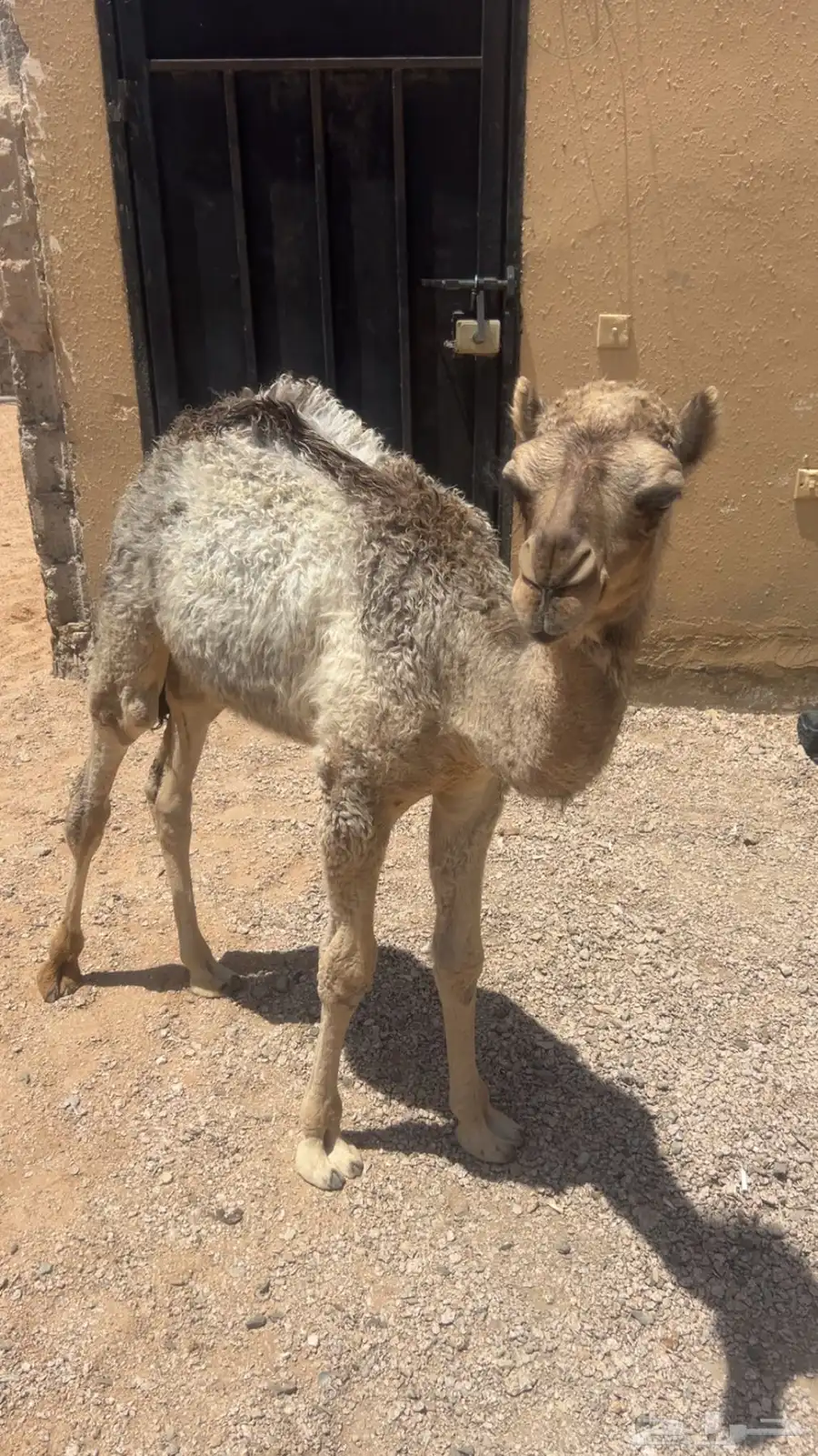 قعود للبيع العمر ثلاث شهور على السوم رقم التواصل 3