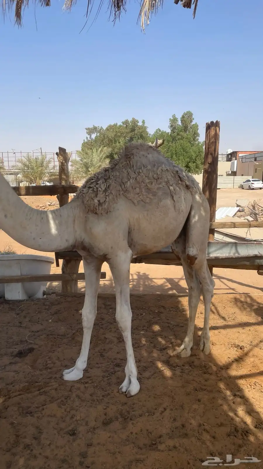 للبيع قعدان 2