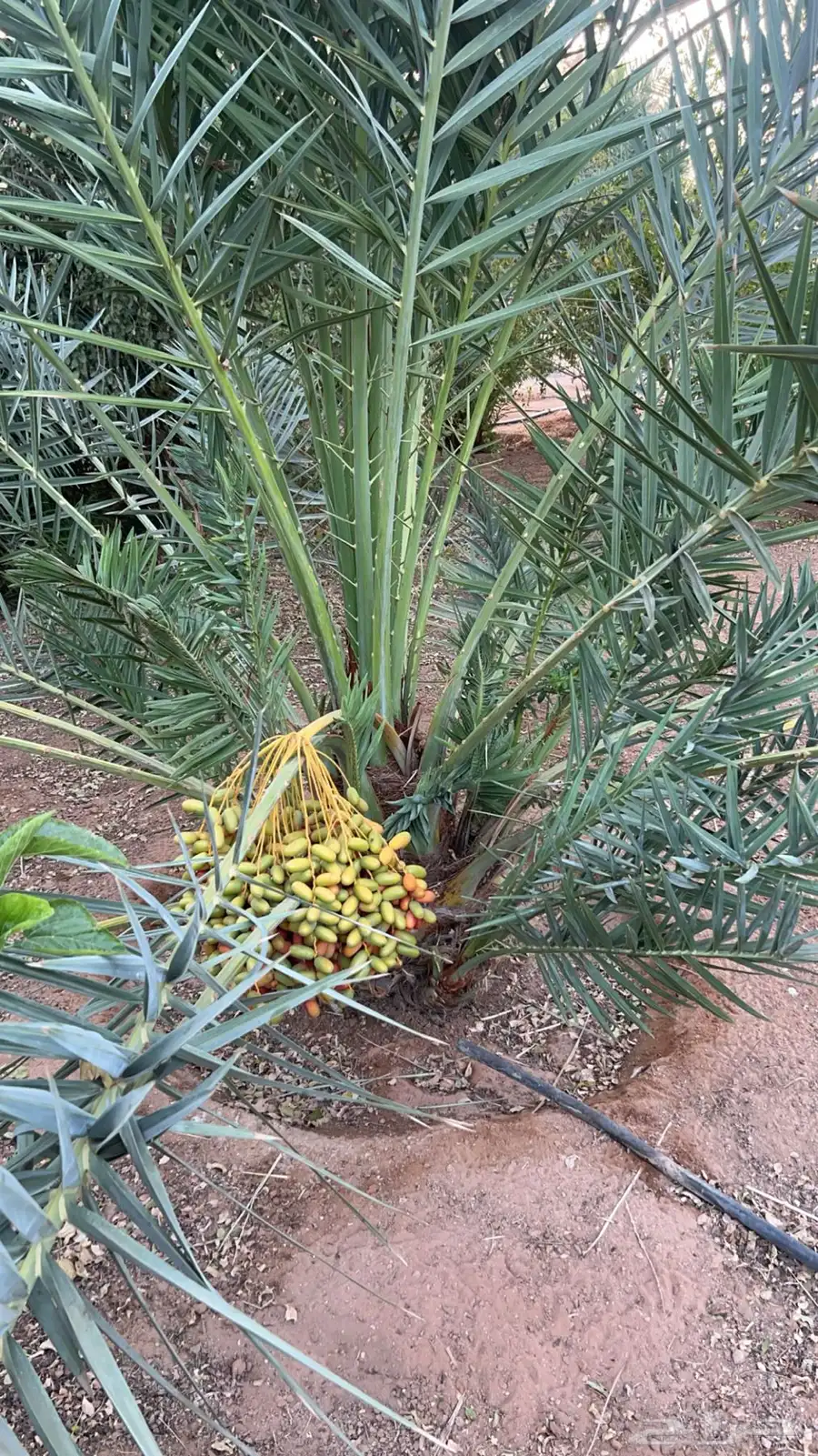 نخل 2