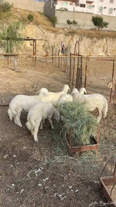 5 طليان جذعان( تم البيع ) 2