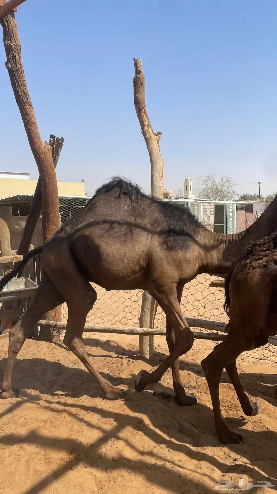 للبيع قعدان 0