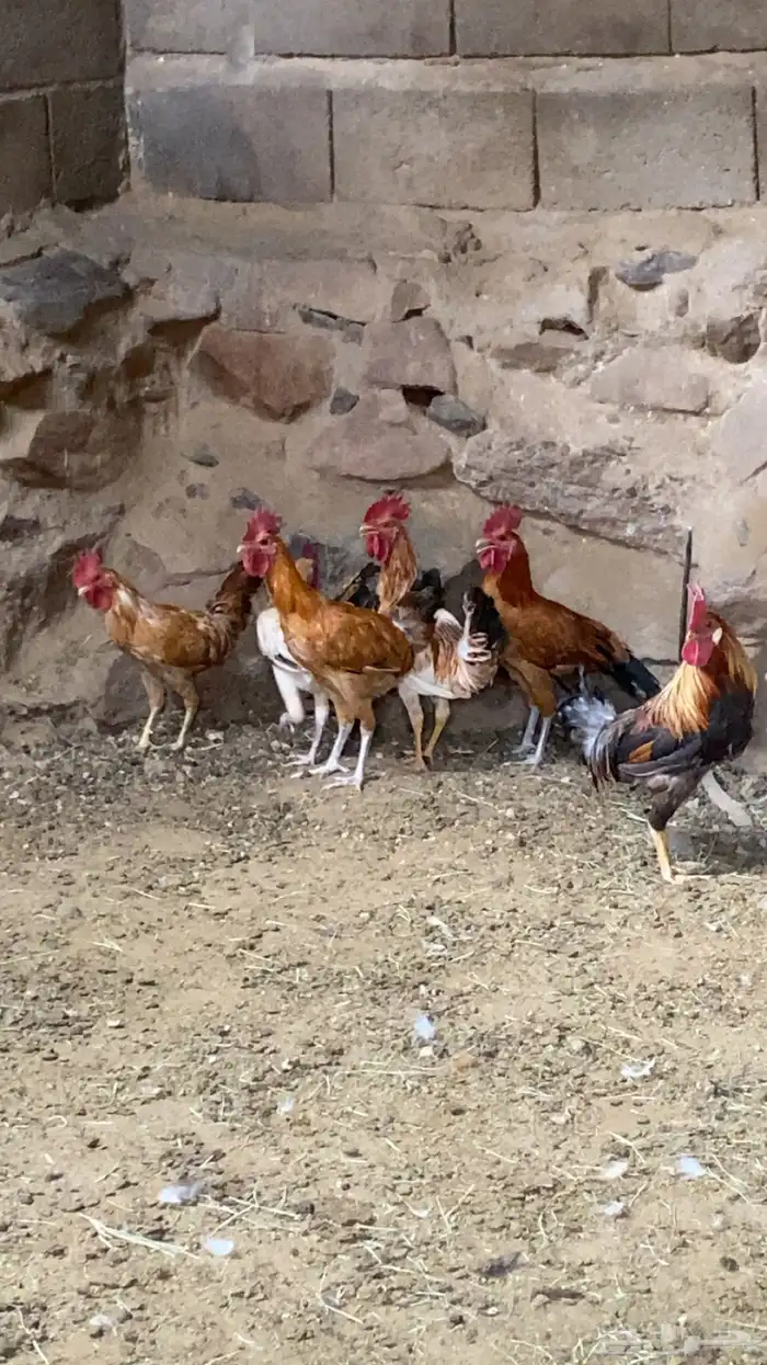 ديكه بلديه كفو 0
