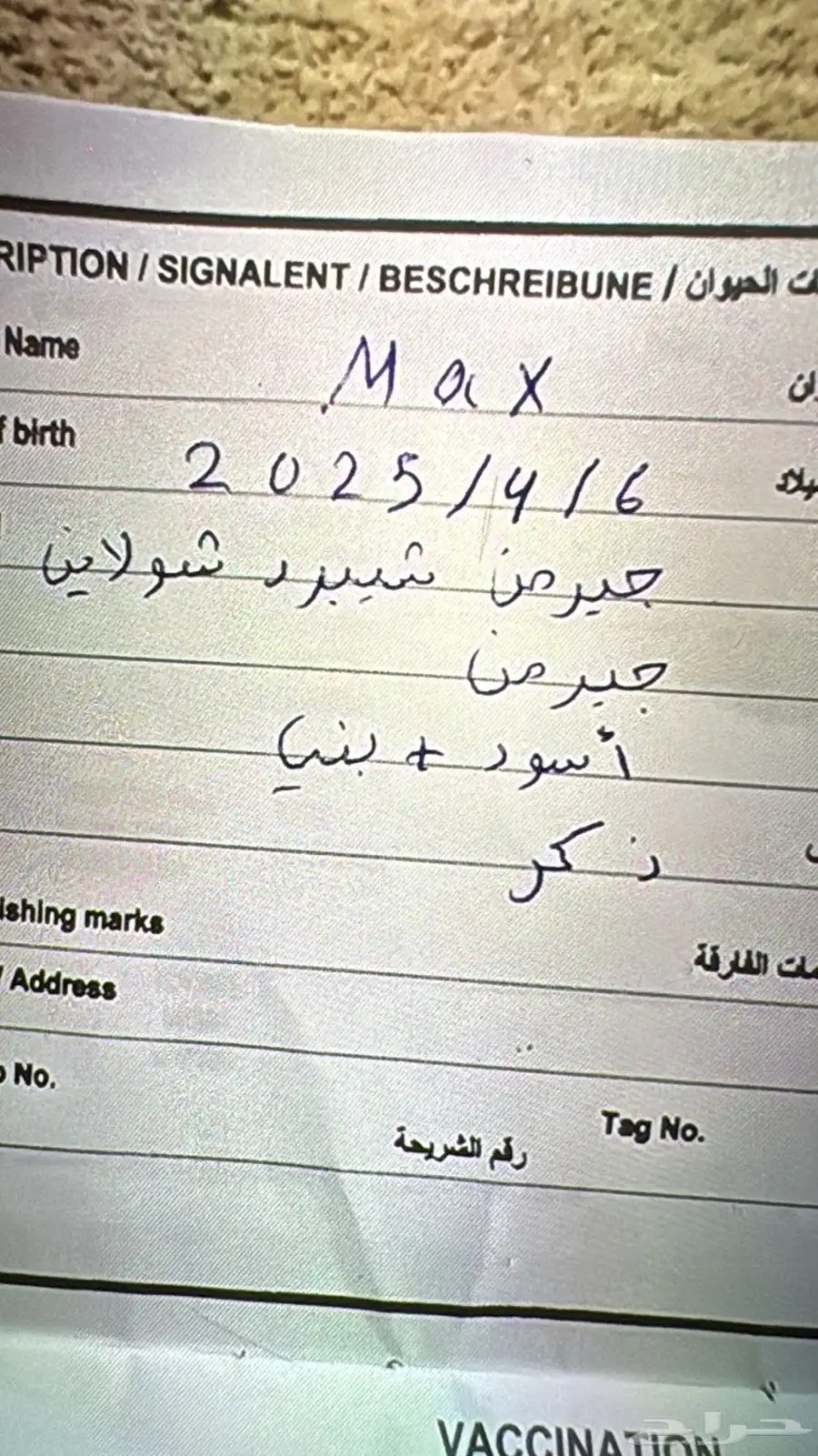 كلب جيرمن للبيع العمر شهرين الشامل 2