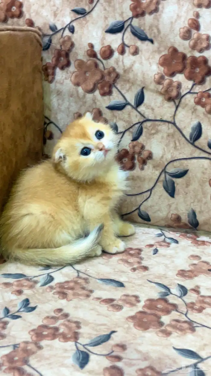 فندقة تزاوج .. سكوتش دبل فولد ny12 4